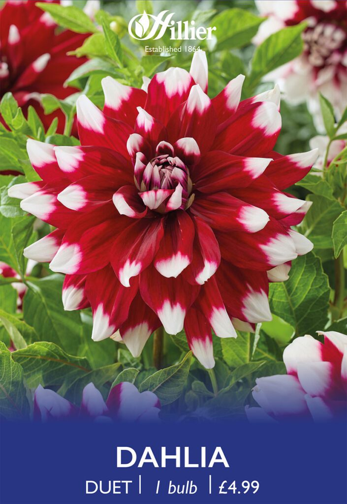 Dahlia Duet Bulbs 8718641970256 2
